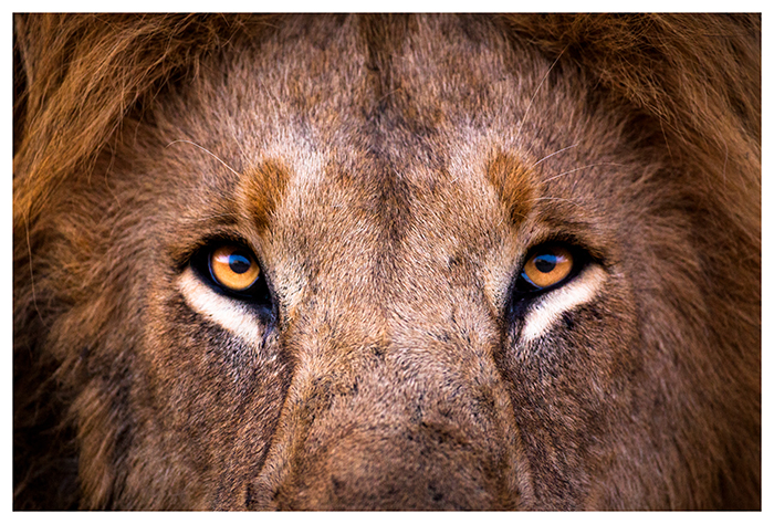 Regard de lion, Kenya