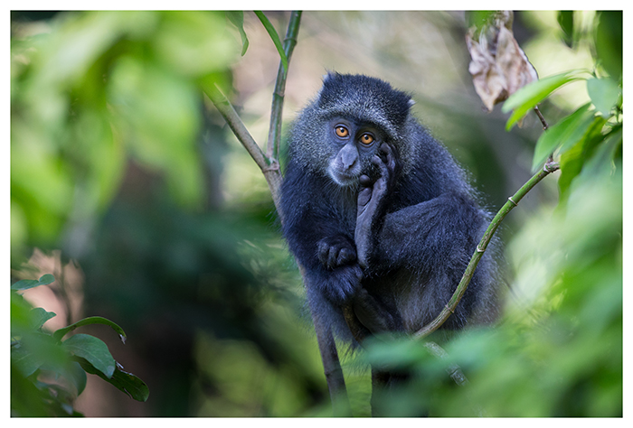 Singe bleu, Tanzanie