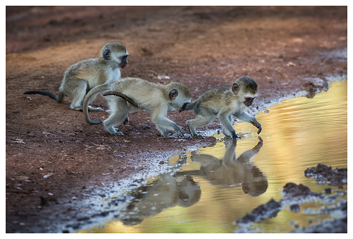 Jeunes singes vervet, Tanzanie