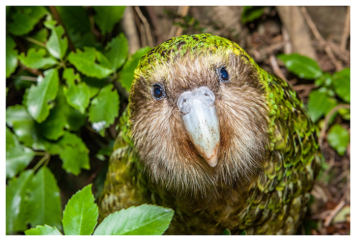 Sirocco, Kakapo de Nouvelle-Zélande