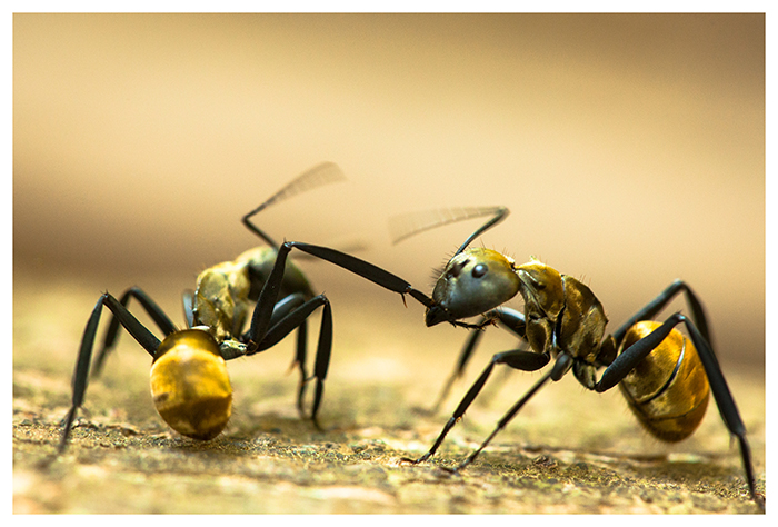 Fourmis Camponotus, Costa Rica