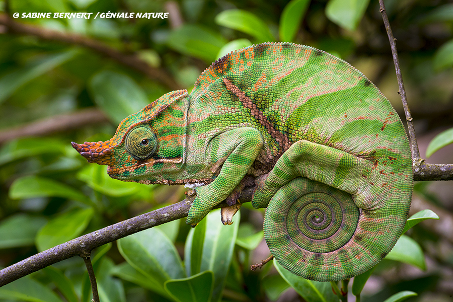 Caméléon Fulcifer balteatus sur une branche