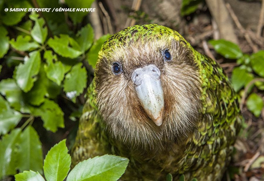 Kakapo dans les feuillages