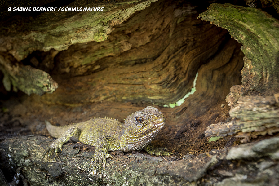 Tuatara dans un tronc creux