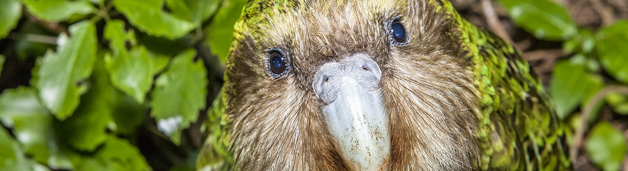 Kakapo dans les feuillages