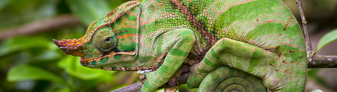 Portrait d'un cameleon adulte Fulcifer balteatus dans un arbre, parc national de Ranomafana, Madagascar. L'espèce est en danger d'extinction (Iucn Endangered,) et figure sur l'annexe II de la Cites (Cites Appendix II).