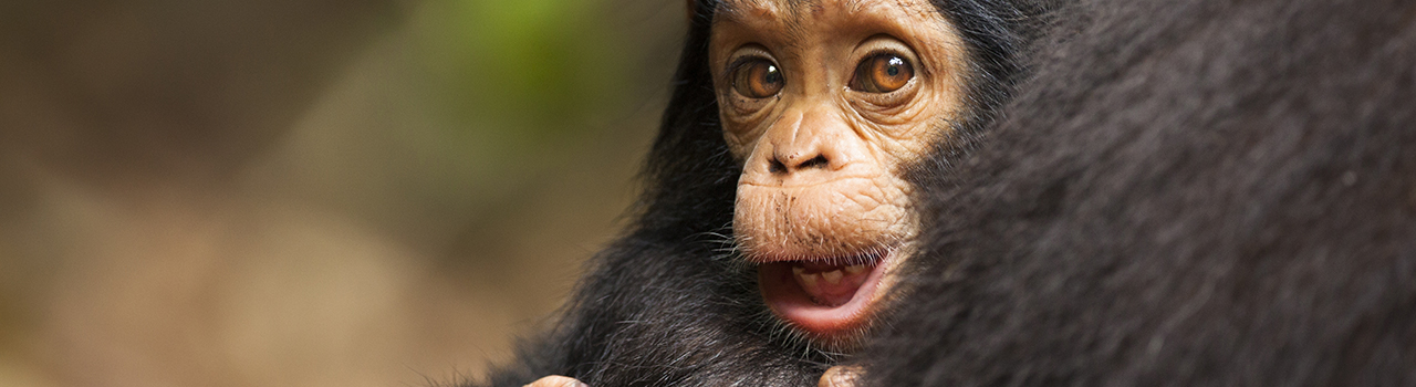 Jeune chimpanze commun sauvage, Pan troglodytes. Le Parc National des Monts Mahale en Tanzanie protege l une des plus importantes populations de chimpanzes sauvages. Une troupe a ete habituee par des primatologues a des fins de recherhe et peut être approchee dans le respect de regles strictes. Mahale NP in Tanzania protecs one of the most important populations of wild chimpanzees. A troop has been habituated by primatologists to human presence, and can be approached under strict regulation.