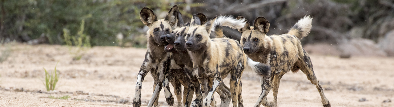 Lycaons jouant dans la savane