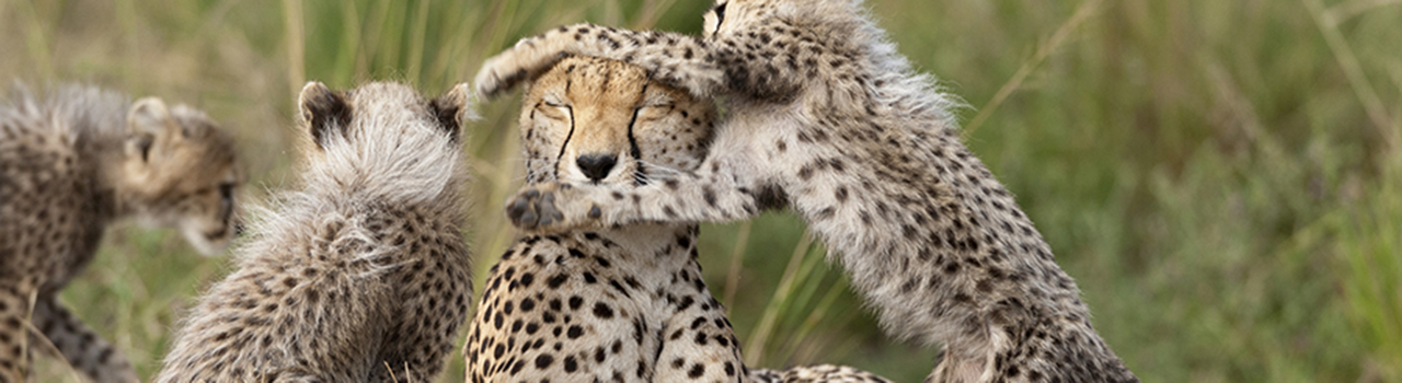 Kenya, Réserve nationale du Masai-Mara, Guepard, Acinonyx Jubatus, femelle et jeunes jouant