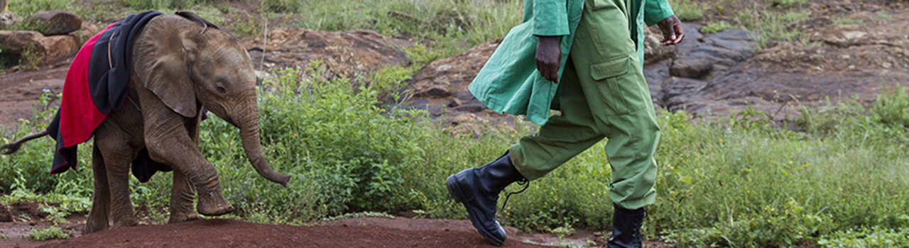 Kenya, parc national de Nairobi, orphelinat des éléphants, éléphanteaux allant se baigner avec leur soigneur