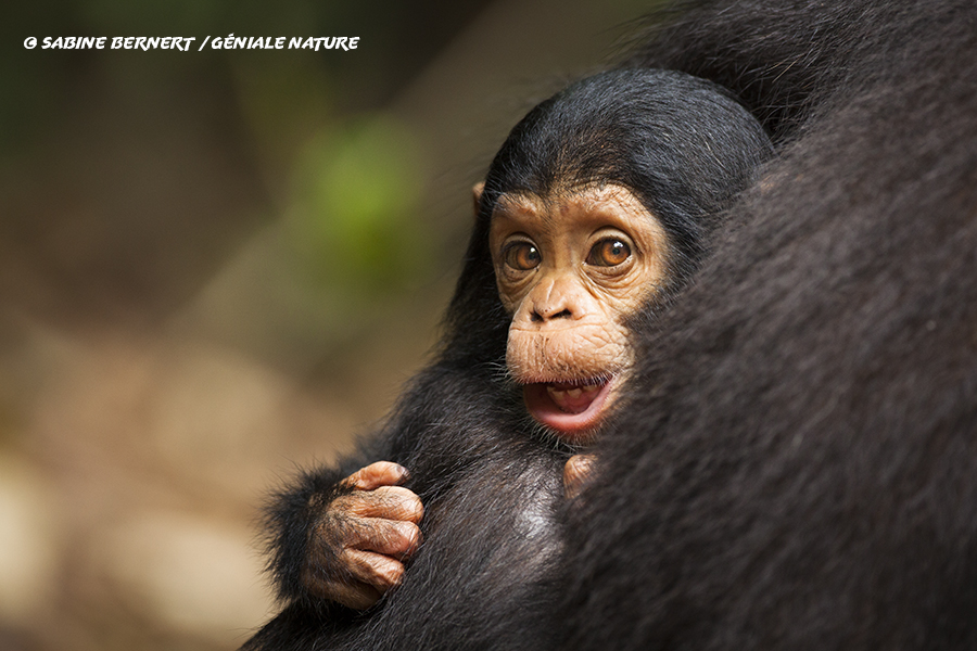 Jeune chimpanzé du parc des Monts Mahale