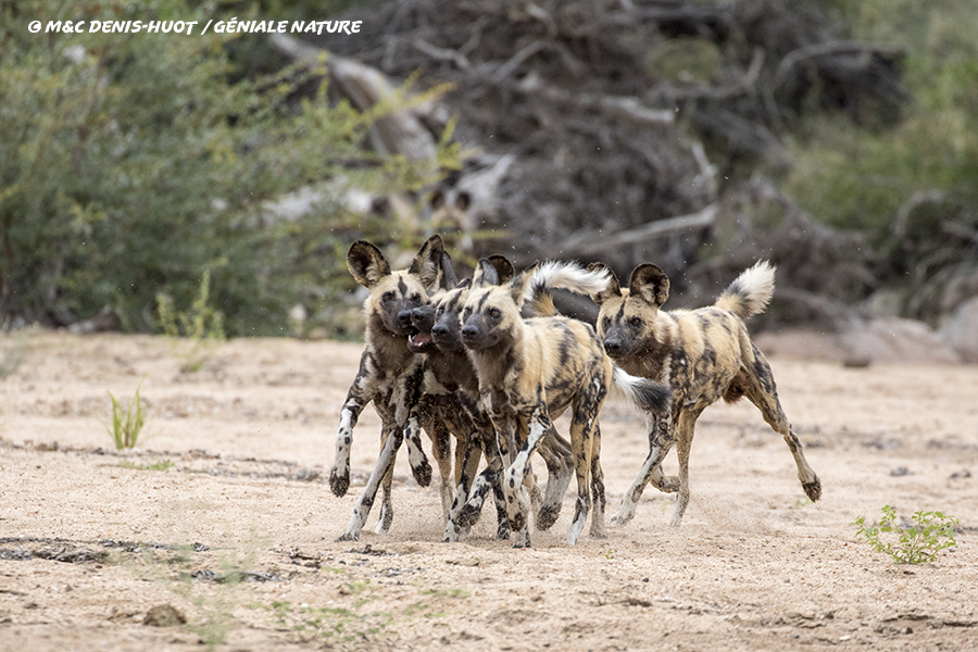 Lycaons jouant dans la savane