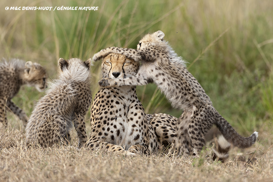 Kenya, Réserve nationale du Masai-Mara, Guepard, Acinonyx Jubatus, femelle et  jeunes jouant