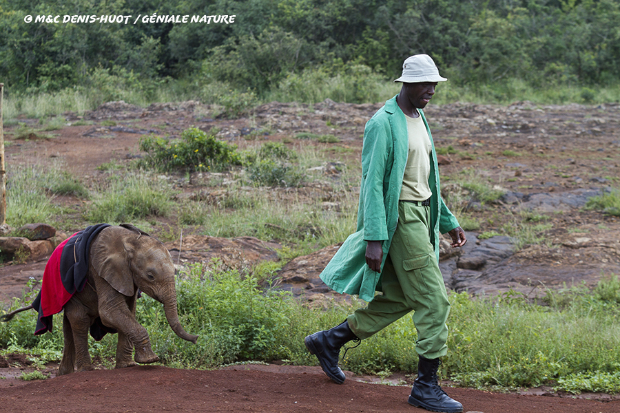 Soigneur d'éléphants suivi par un éléphanteau